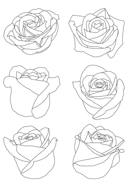 Conjunto Rosas Brotes Blancos Rosas Línea Negra — Vector de stock