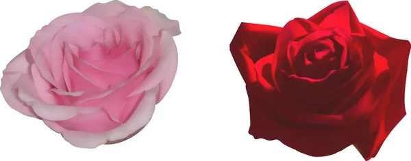 Conjunto Rosas Rosa Rosa Roja — Archivo Imágenes Vectoriales