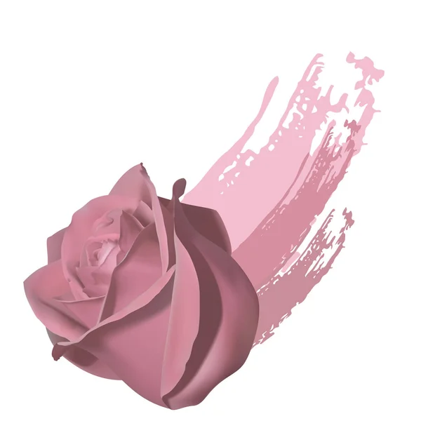 Una pincelada y rosa — Archivo Imágenes Vectoriales