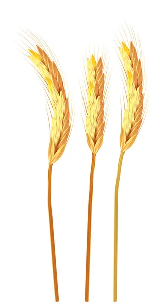 Tři spikelety z pšenice izolovaný vektor — Stockový vektor