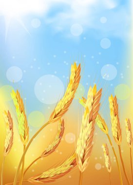 altın buğday alan mavi gökyüzü altında