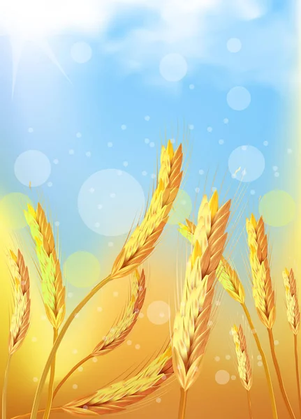 Campo de trigo dorado bajo un cielo azul — Vector de stock