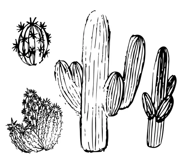 Een set van cactus schetsen — Stockvector