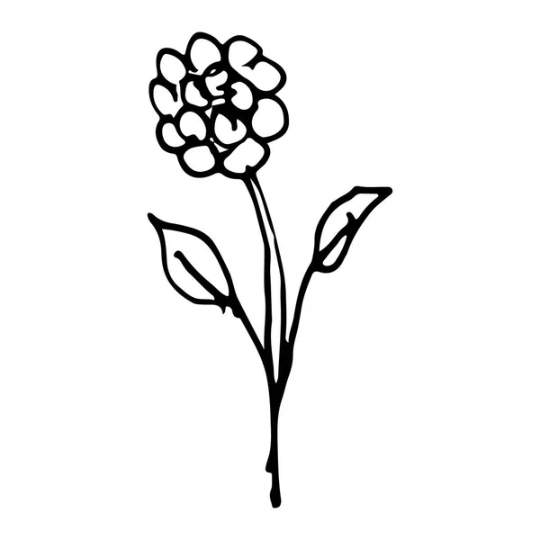 Mão desenhado doodle flower.Perfect para convite — Vetor de Stock