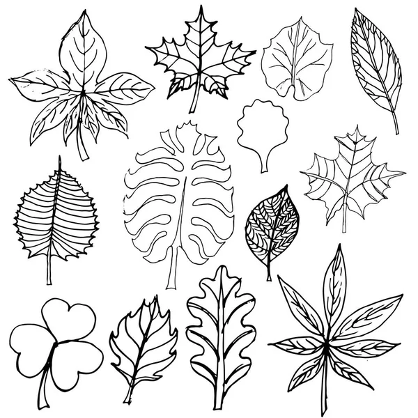 Skizzen mit Blättern — Stockvektor