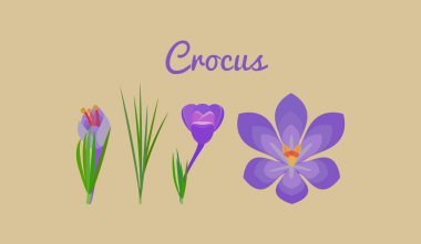 Crocus ayarlayın. Yeşil yaprakları ile Mor çiçekler.