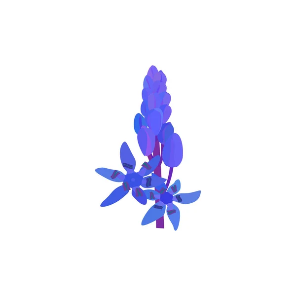 Scilla végétal. Squill de Sibérie Scilla siberica. fleur de printemps avec feuilles et tige — Image vectorielle