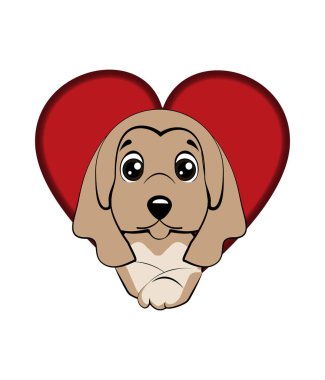 Afgan tazı ırkı. köpek bir delikten çıktı