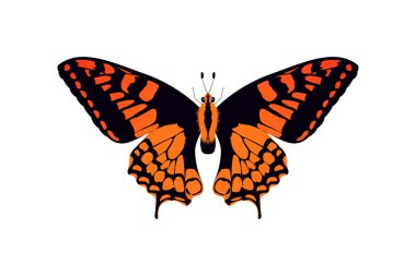 kelebek turuncu ve siyah