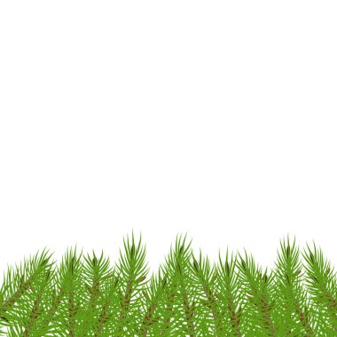 dalları Yeşil yemyeşil ladin veya çam dalı altında ladin.