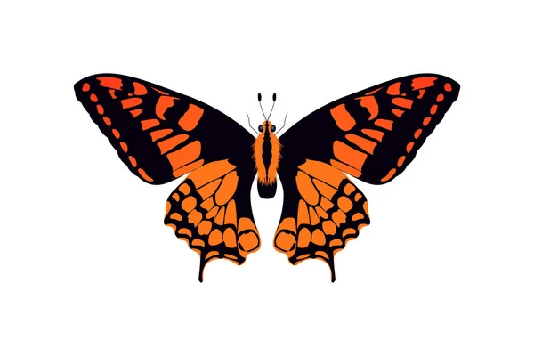 Mariposa naranja y negro — Vector de stock