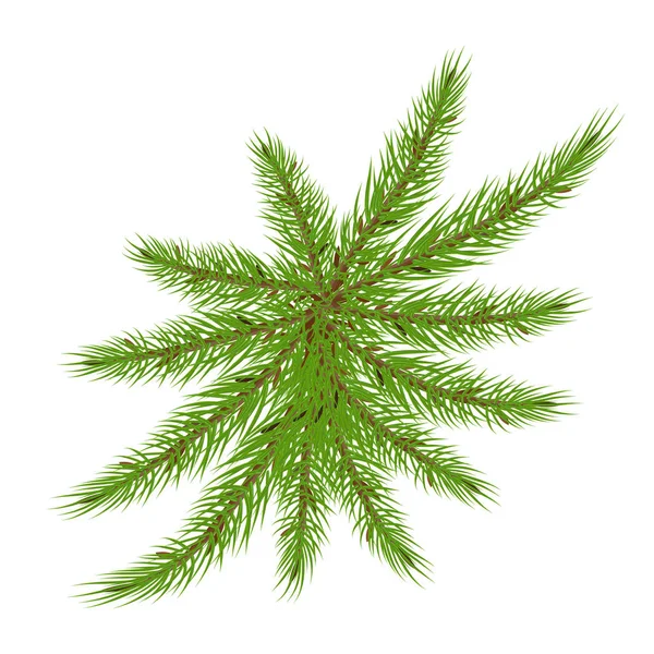 ヤシの木の形をしたスプルース枝 — ストックベクタ
