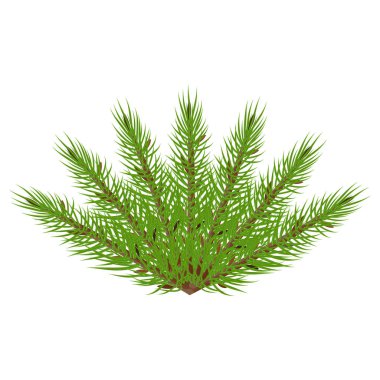 ladin dalları tavus kuşu kuyruğu