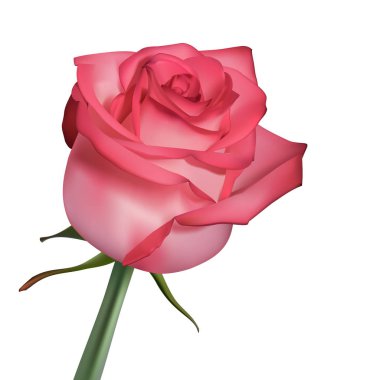 pembe gül. Beyaz üzerine izole.