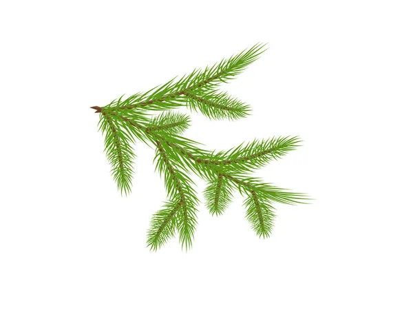 Branche verte d'épinette luxuriante . — Image vectorielle