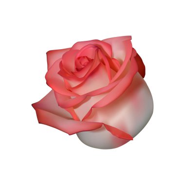 Pembe gül yakın plan beyaz zemin üzerinde izole