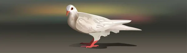 White Dove Isolated Gray White Pigeon — Stock Photo, Image
