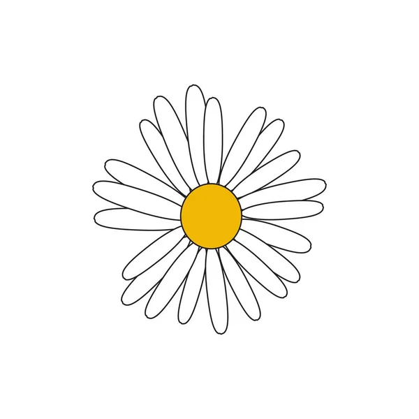 Daisy Virág Átlátszó Háttérrel — Stock Vector