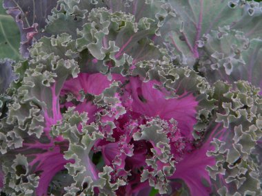 dekor lahana mor renk