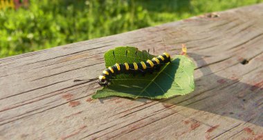 Yaprak üzerinde güzel tırtıl