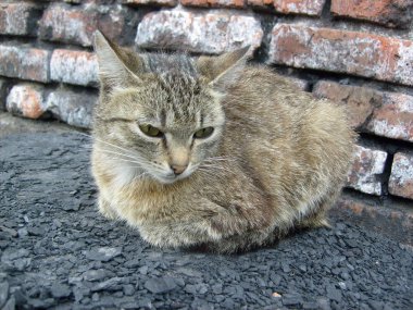 Güzel kedi sit sokakta
