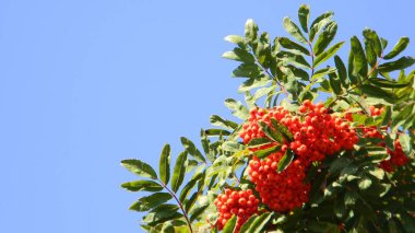 Parlak turuncu rowan berry