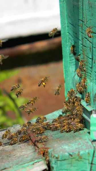 Méhek Megy Vissza Kaptár — Stock Fotó