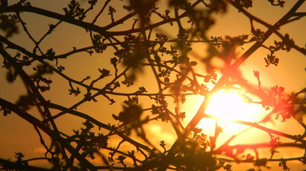 Sol Atrás Árvore Aytumn — Fotografia de Stock