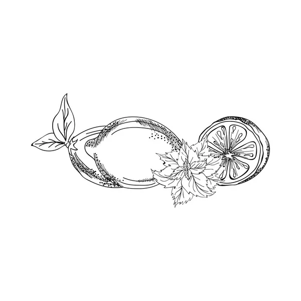 Vektorillustration Färska Citroner Och Mint Handritad Skiss Mint Illustrationer Formatuppsättningen — Stock vektor