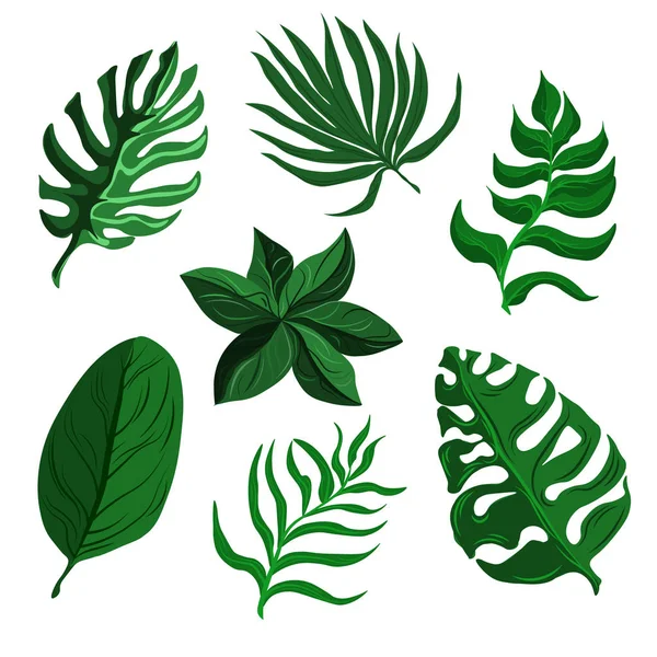 Různé Tvary Zelených Listů Stromů Rostlin Prvky Pro Ekoa Bio — Stockový vektor