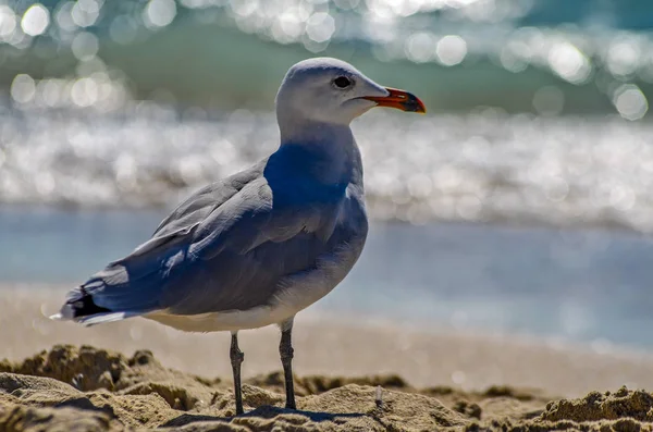 Zeemeeuw Het Strand — Stockfoto