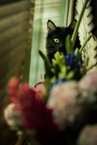 Chat Avec Les Fleurs — Photo