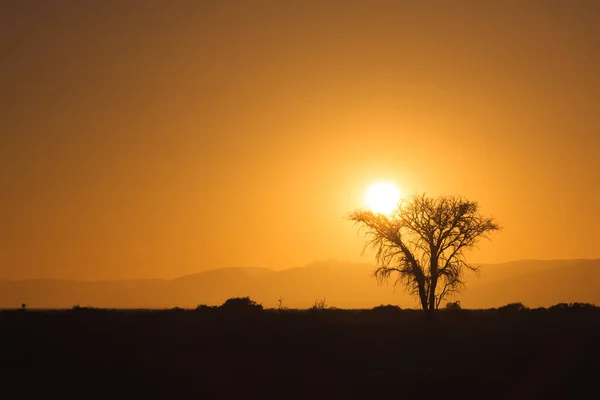 Sunrise Tree Silhouette Sossusvlei Namib Desert Namibia — Stock Photo, Image