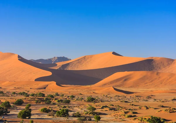 Red Sand Dunes Morning Light Shadows Trees Sossusvlei Namib Desert — Stock Photo, Image