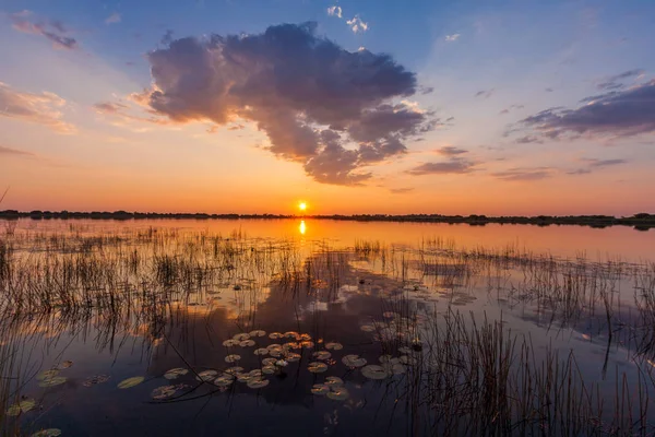 Sonnenuntergang Mit Seerosen Und Wolken Über Dem Wasser Des Okavango — Stockfoto