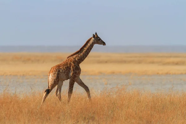 Giraffe Walking Savannah Etosha National Park Namibia — Stock Photo, Image