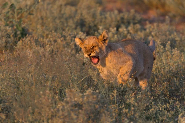 Λιοντάρι Επιτίθεται Cub Άνοιξε Στόμα Στο Ηλιοβασίλεμα Στην Καλαχάρι Μποτσουάνα — Φωτογραφία Αρχείου