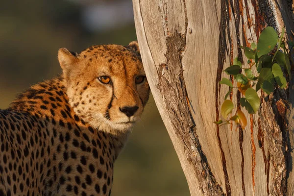 Cheetah Next Tree Sunset Okavango Delta Bostwana — Stock Photo, Image