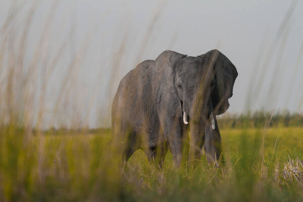 African Elephant with big tusks behind grass on the plains in Chobe National Park, Botswana.