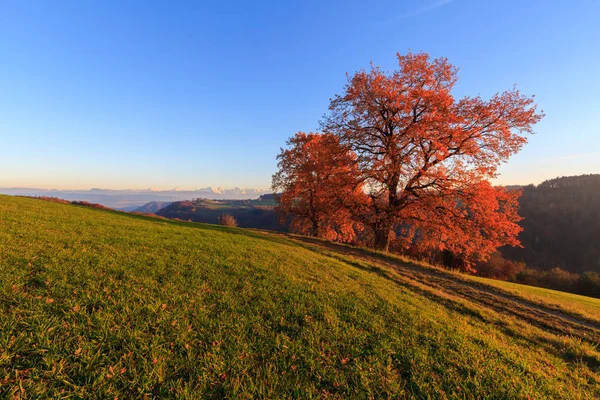 Red Autumn Tree Path Sunset Bernese Alps Background Stock Image