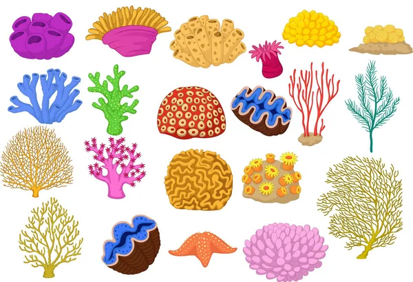 Set Colorful Corals Clamp Starfish — Stock Vector