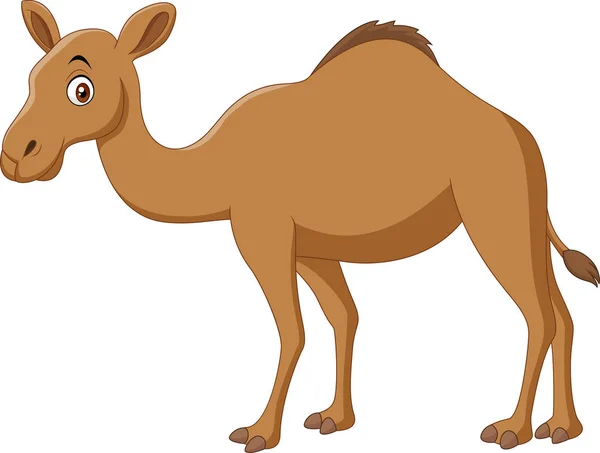 Cartoon Camel Isolated White Background — Stock Vector