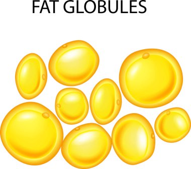 Vector illustration of fat globules clipart