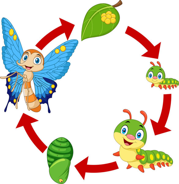 Векторная иллюстрация жизненного цикла бабочки
