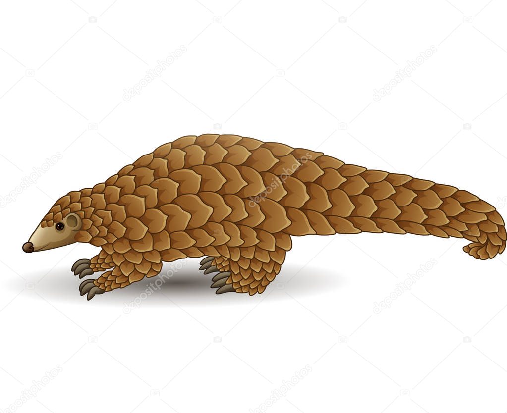 Vector illustration of Cartoon Pangolin isolated on white background