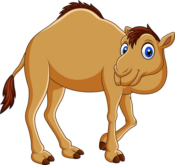 Ilustración Vectorial Camello Dibujos Animados Aislado Sobre Fondo Blanco — Vector de stock