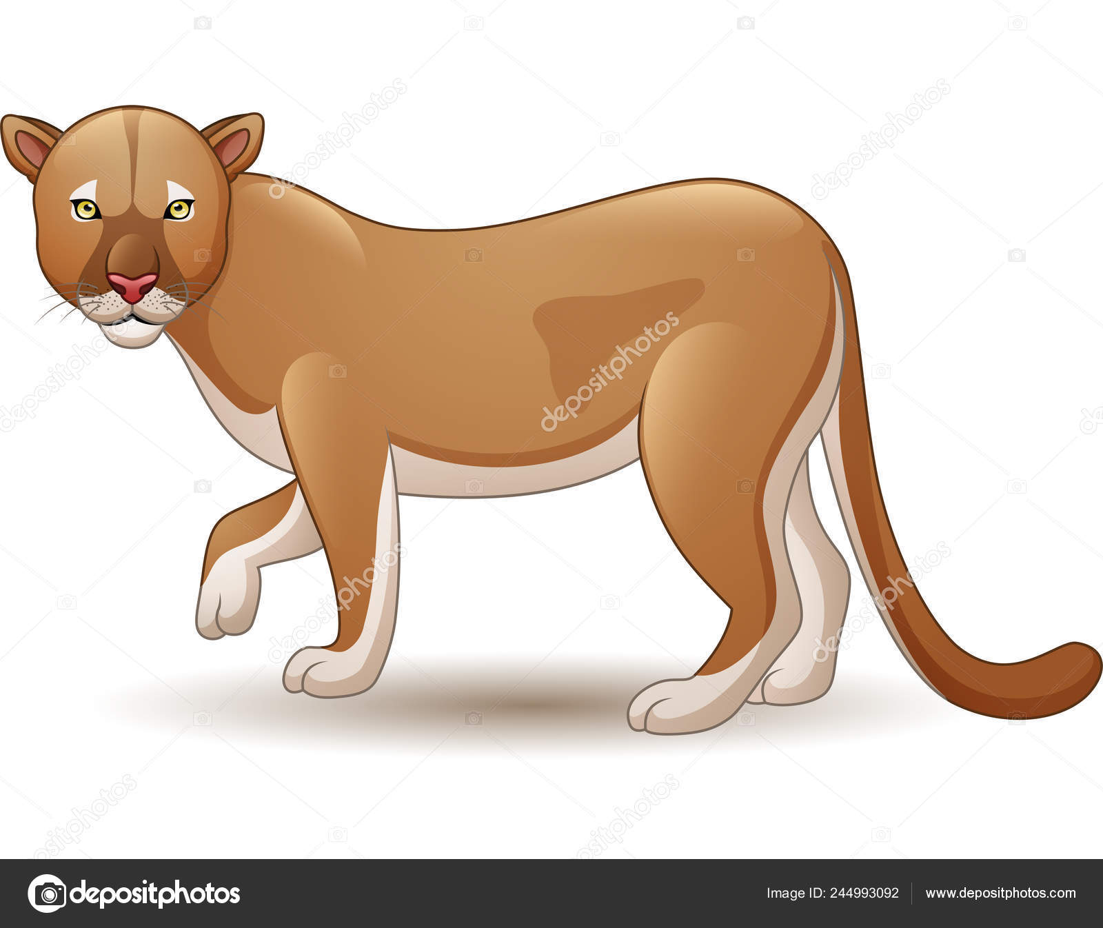 animal puma vector