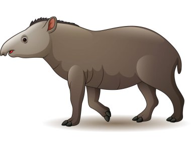Vector illustration of american tapir isolated on white background clipart