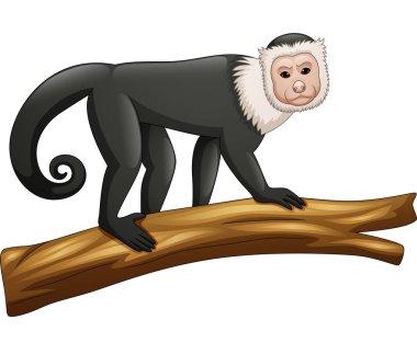 Beyaz arka plan üzerinde izole Capuchin maymunu vektör çizim
