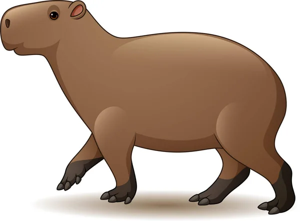 Vektor Ilustrasi Capybara Diisolasi Pada Latar Belakang Putih - Stok Vektor